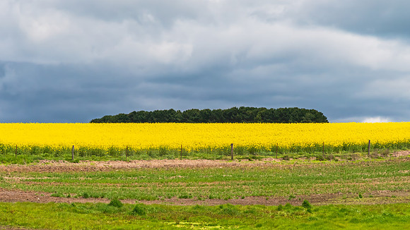 Spring Canola Crop in the NSW Central West Countryside
