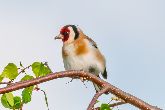 The small and multi-coloured European Goldfinch