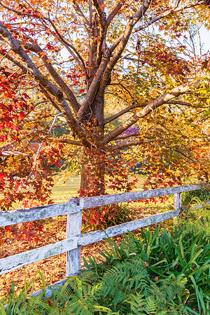 Early Morning Autumn Hues