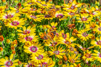 Australian Painted Lady Butterfly and a yellow Blue Eyed Beauty