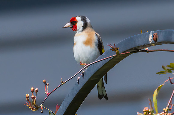 The small and multi-coloured European Goldfinch