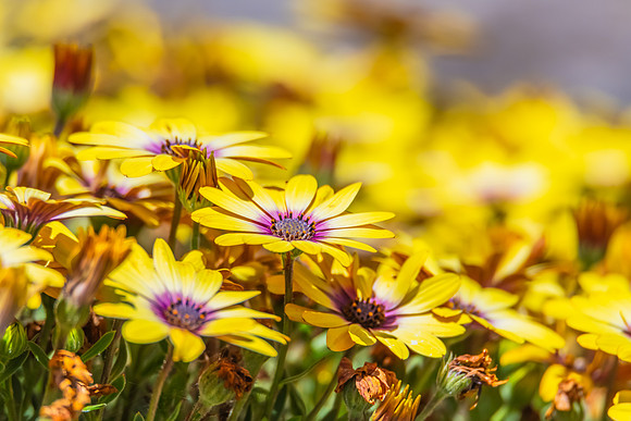 Yellow Blue Eyed Beauty Osteospermum flowers in the garden
