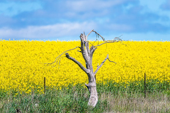 Spring Canola Crop in the NSW Central West Countryside