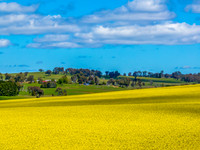 Spring Canola Crop in the NSW Central West Countryside