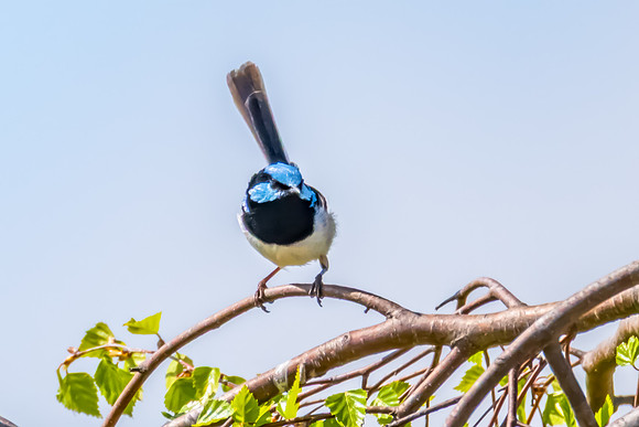 Male Superb Fairy-wren on the tree branch