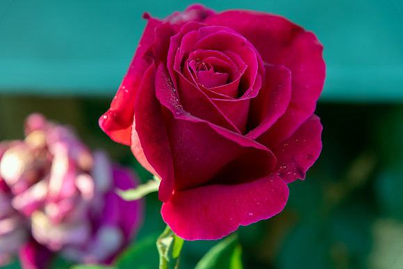 Red rose beginning to bloom in the garden