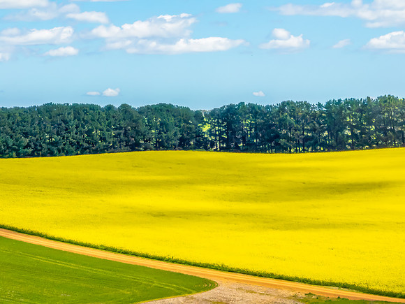 Spring Canola Crop in the NSW Central West Countryside