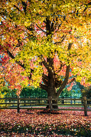 Early Morning Autumn Hues