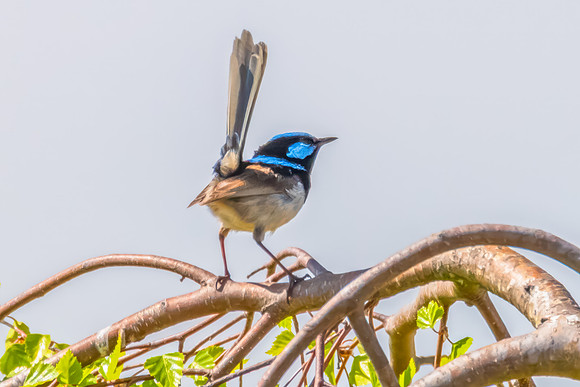 Male Superb Fairy-wren on the tree branch