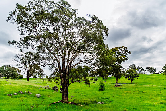 Spring landscape in the countryside with gum trees and rain clou