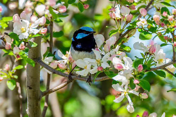 Male Superb Fairywren in Spring Blossoms