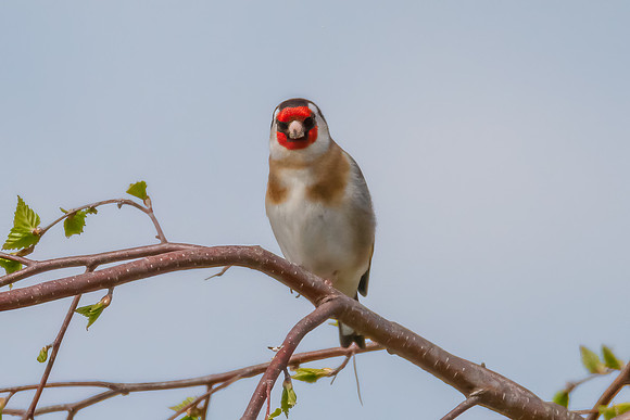 The small and multi-coloured European Goldfinch