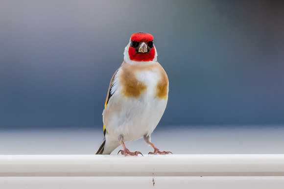 The small and multi-coloured European Goldfinch