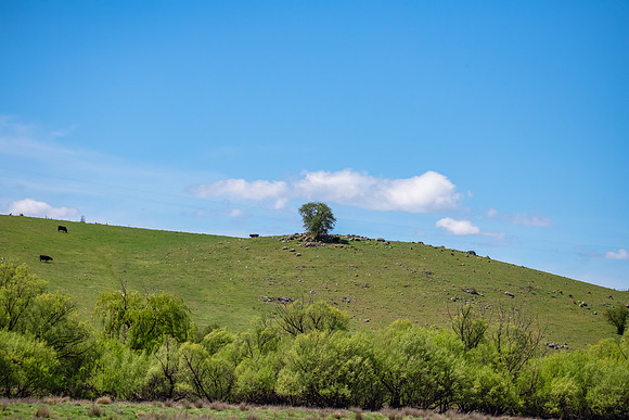 Green Hillside in the Spring Countryside Landscape