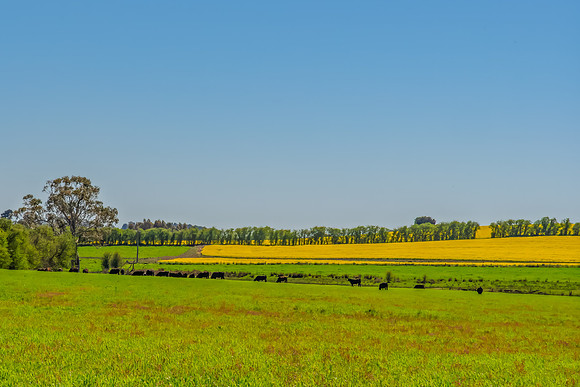 Yellow Canola Fields in the NSW Central West Region