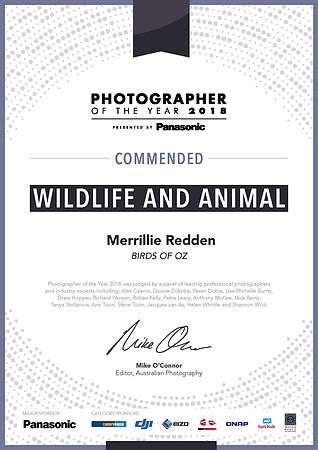 2018 Photographer of the Year - Commended