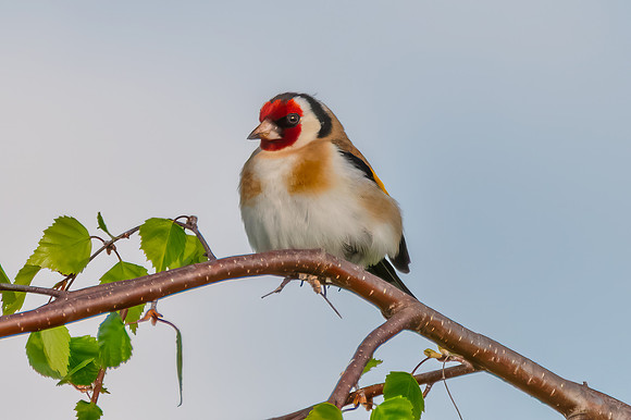 The small and multi-coloured European Goldfinch