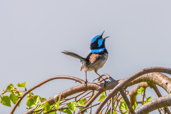 Male Superb Fairy-wren on the tree branch