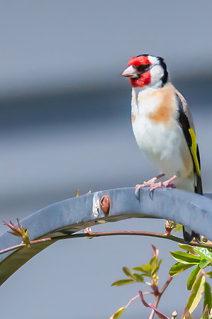 The small and multi-coloured European Goldfinch