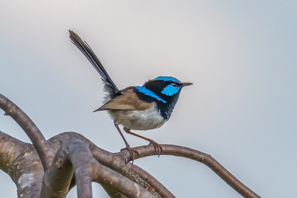 Male Superb Fairy-wren on the tree branch