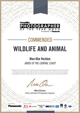 2017 Photographer of the Year - Commended
