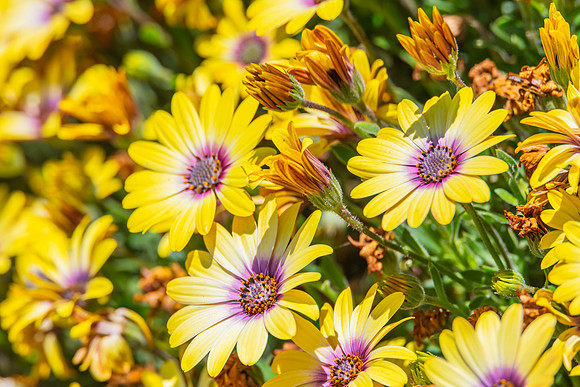 Yellow Blue Eyed Beauty Osteospermum flowers in the garden