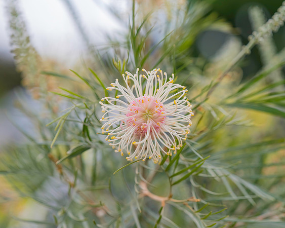 Soft colours in the garden - grevillea flower