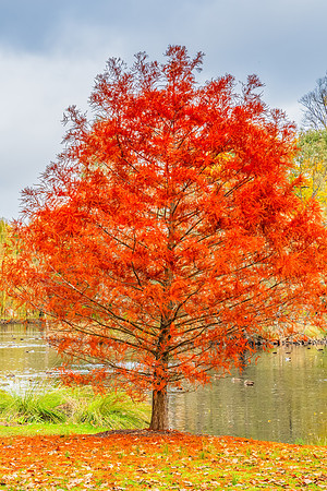Castlemaine Botanical Gardens in late Autumn