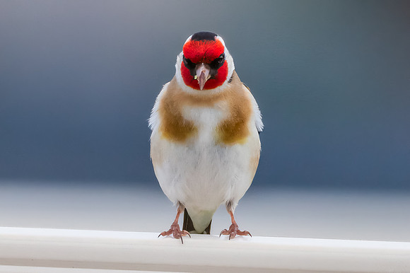 The small and multi-coloured European Goldfinch