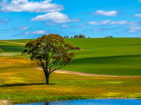 Spring Canola Crop in the NSW Central West Countryside