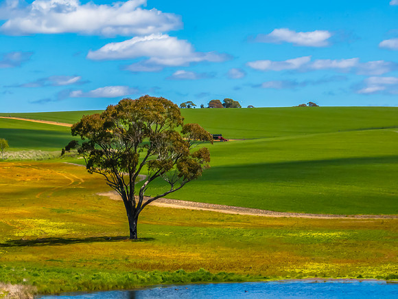 Spring Canola Crop in the NSW Central West Countryside