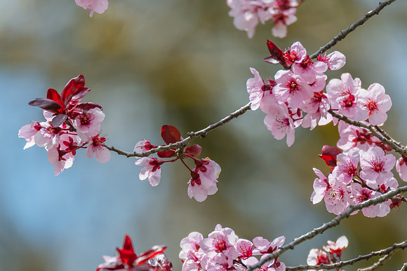 Pink blossoms on the tree in Springtime