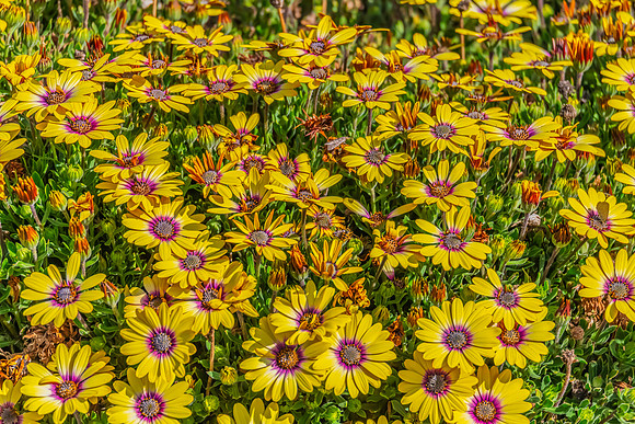 Yellow Blue Eyed Beauty Osteospermum flowers in the garden