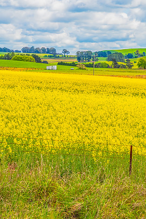Spring Canola Crop in the NSW Central West Countryside