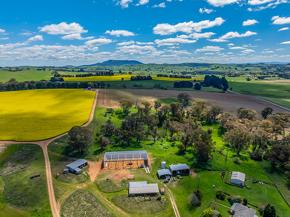 Spring Canola Crop in the NSW Central West Countryside