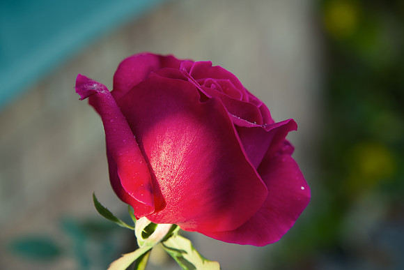 Red rose beginning to bloom in the garden