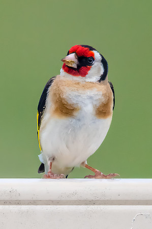 The small and multi-coloured European Goldfinch