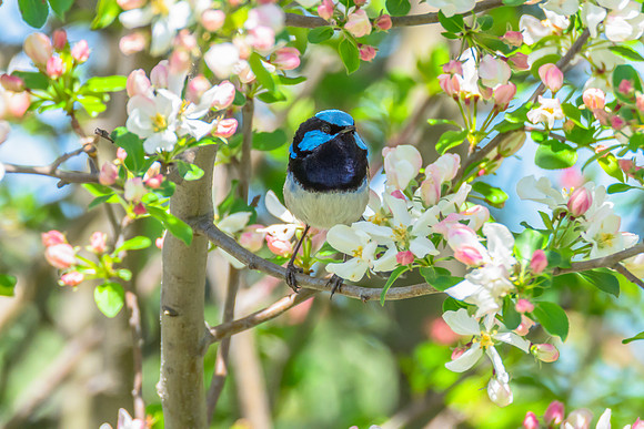 Male Superb Fairywren in Spring Blossoms