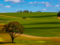 Spring Crop in the NSW Central West Countryside