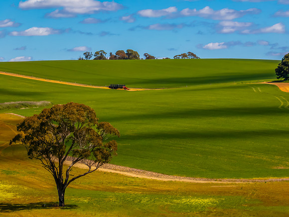 Spring Crop in the NSW Central West Countryside