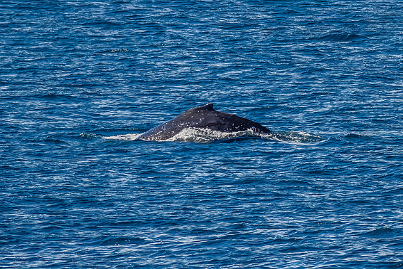 Migrating Humpback Whale heading up North to warmer waters