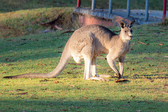 Male Eastern Grey Kangaroo