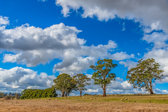 Clouds and a Winter sky over rural land with sheep
