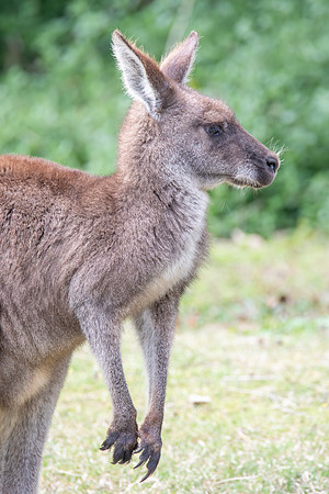 Eastern Grey Kangaoo