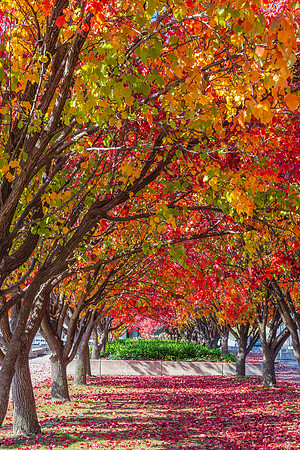 An Autumn day at Lake Burley Griffin