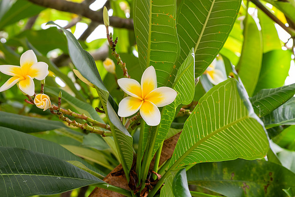 Yellow and white Frangipani flowers on the tree