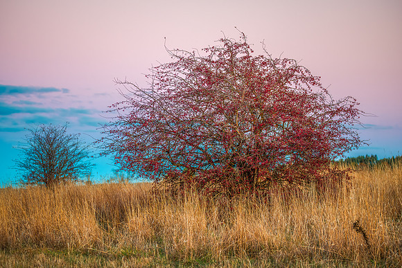 Sunset and a decidious tree with red berries on a winters day