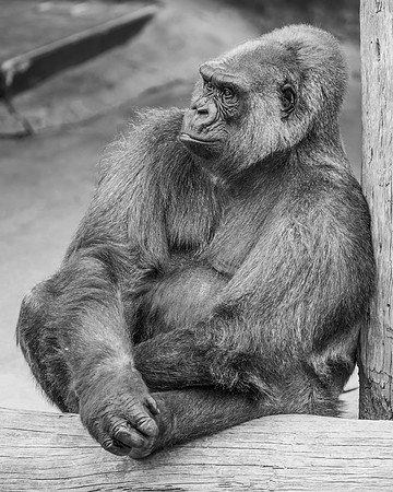 Western Low Land Gorilla in black and white