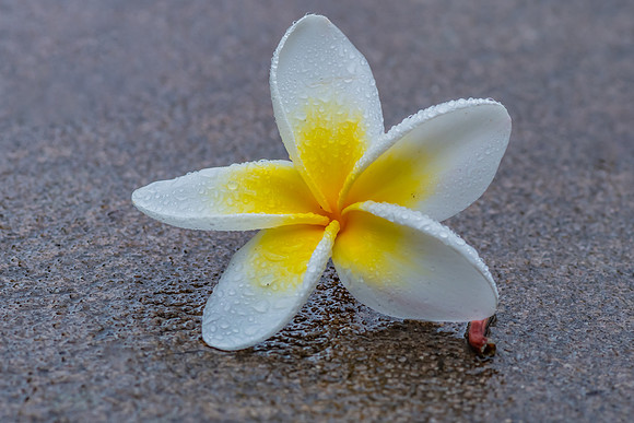 Frangipani Flower in the Rain