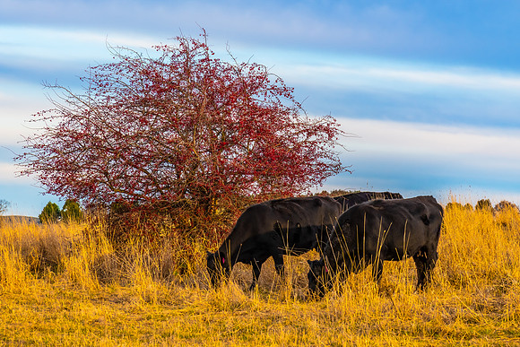 Later afternoon cloud cover over the countryside with cows